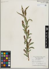 Foto von Salix lasiandra Benth.